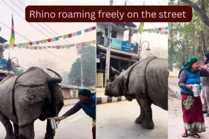A massive rhino urinated on the street and what a woman did is something the Internet will never forget…