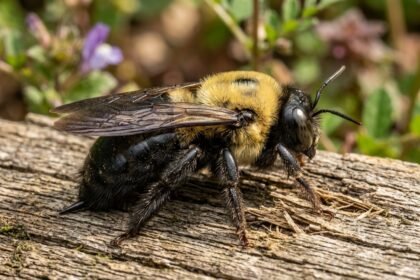 Why carpenter bees are targeting your deck and how to stop them |