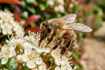 Bees at your door? Here’s what every homeowner actually needs to know |