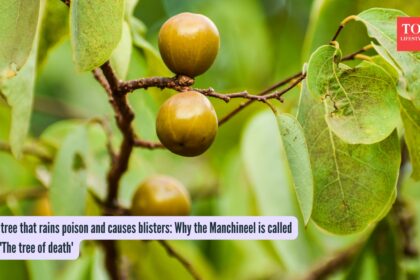 The tree that rains poison and causes blisters: Why the Manchineel is called the ‘The tree of death’