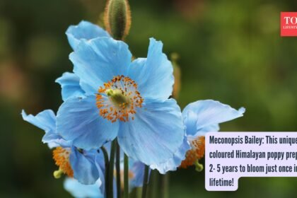 Meconopsis Bailey: This unique blue coloured Himalayan poppy prepares for 2- 5 years to bloom just once in a lifetime!