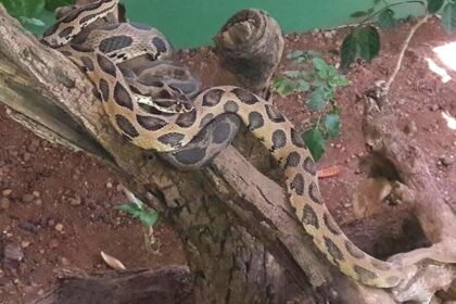 Katraj Snake Park, India: 10 things no one tells you about this tourist destination |