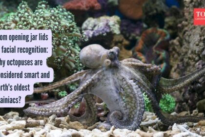 Octopus Intelligence: From opening jar lids to facial recognition: Why octopuses are considered smart and Earth’s oldest brainiacs?