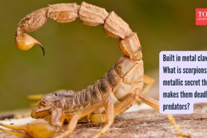 Scorpion Venom: Built in metal claws: What is scorpions’ metallic secret that makes them deadly predators? |