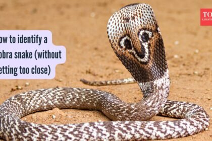 How to identify a Cobra snake (without getting too close) |