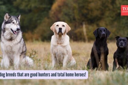​5 dog breeds that are good hunters and total home heroes!​