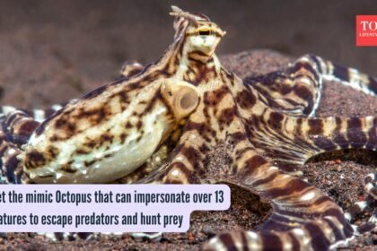 Meet the mimic Octopus that can impersonate over 13 creatures to escape predators and hunt prey
