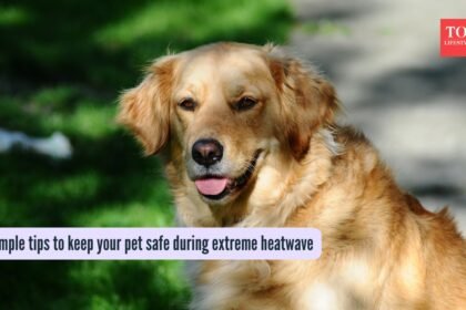 6 simple tips to keep your pet safe during extreme heatwave