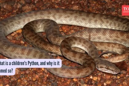 What is a children’s Python, and why is it named so? |
