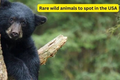 5 rare wild animals you can spot in national parks of the USA |