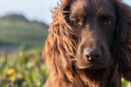 Meet Otto, the new member of British royal family who just turned 1
