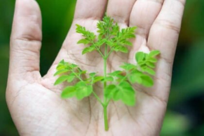 How to grow moringa tree at home (Simple Step-by-Step Guide for Beginners)