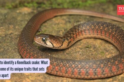 Kneelback Snake Identification: How to identify a Kneelback snake: What are some of its unique traits that sets them apart