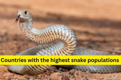 10 countries with the highest snake populations and what travellers must know before visiting