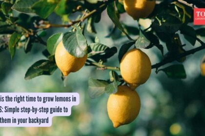 Lemons Growing Tips: What is the right time to grow lemons in the US: Simple step-by-step guide to grow them in your backyard
