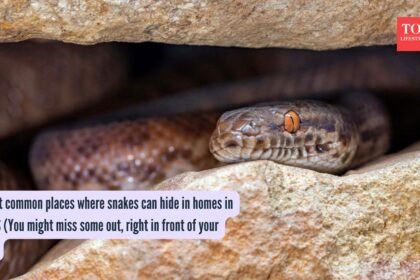 5 most common places where snakes can hide in homes in the US (You might miss some out, right in front of your eyes)