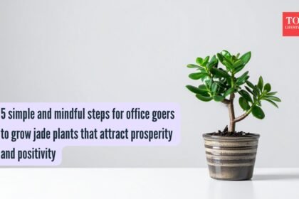 5 simple and mindful steps for office goers to grow jade plants that attract prosperity and positivity