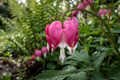 These garden perennials bloom from spring to frost and come back every year |