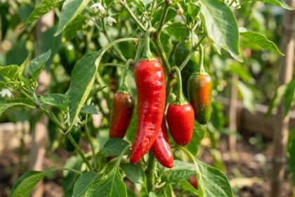5 plants that are secretly destroying your pepper garden this season |