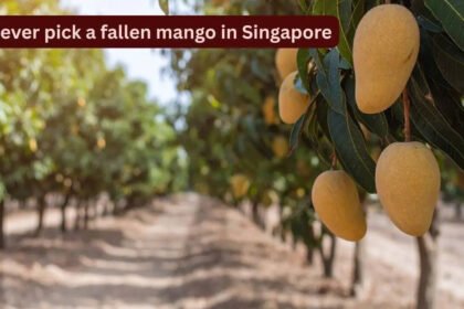Singapore Mango Laws: Why you should never pick a fallen mango in Singapore: This can happen to you