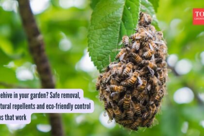 ​Beehive in your garden? Safe removal, natural repellents and eco-friendly control tips that work​