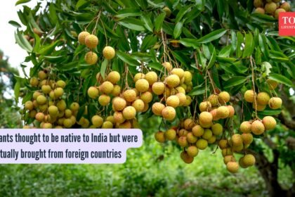 Plants thought to be native to India but were actually brought from foreign countries