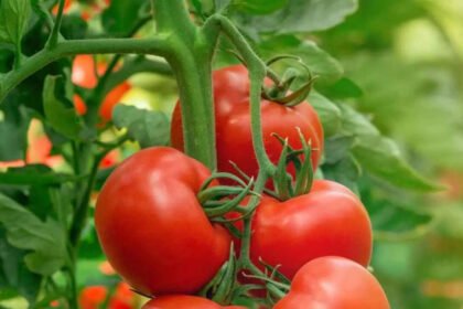 Growing tomatoes this season? Here’s what you need to know before you plant |