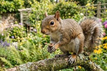 Squirrels wrecking your garden? This fragrant herb is all you need |