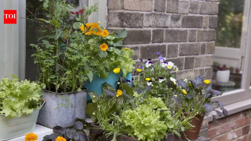 7 best vegetables to grow in pots at home (and how to care for them)​