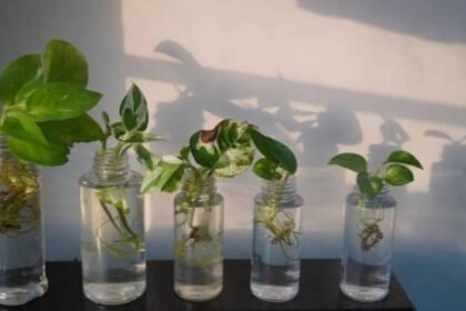 Beautiful plants you can grow without soil