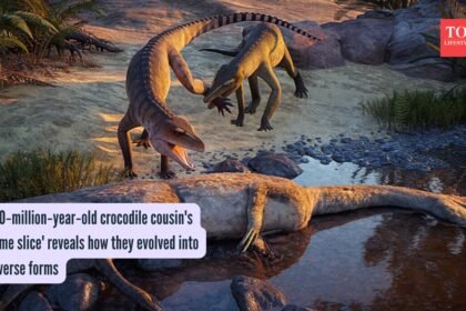 210‑million‑year‑old crocodile cousin’s ‘time slice’ reveals how they evolved into diverse forms