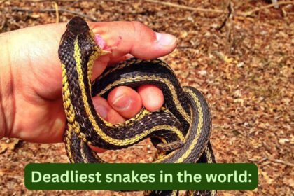One drop of venom can kill hundreds; what travellers should know