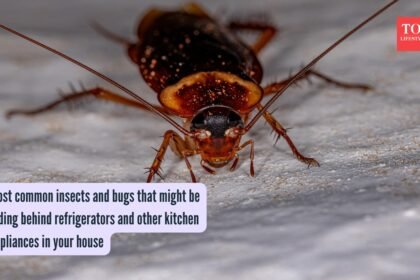 Most common insects and bugs that might be hiding behind refrigerators and other kitchen appliances in your house