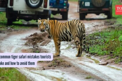 5 common tiger safari mistakes tourists make and how to avoid them