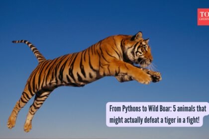 From Pythons to Wild Boar: 5 animals that might actually defeat a tiger in a fight! |
