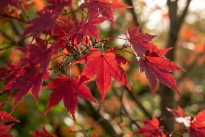 Most people skip these Japanese maple care steps in May and regret it all summer |