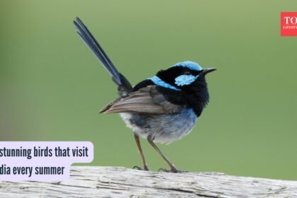 5 stunning birds that visit India every summer