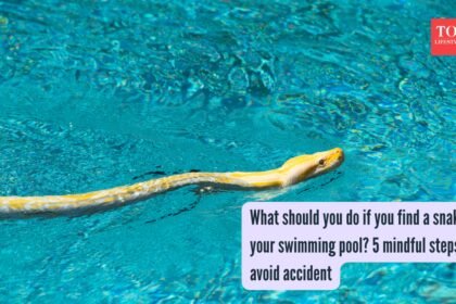 What should you do if you find a snake in your swimming pool? 5 mindful steps to avoid accident