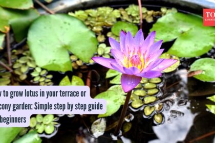 Simple step by step guide for beginners