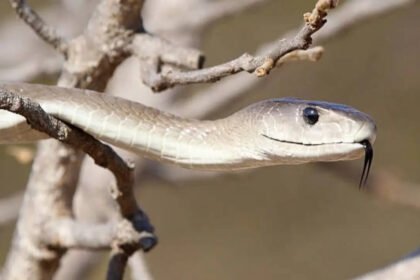 How to identify a Black mamba snake in your home and garden