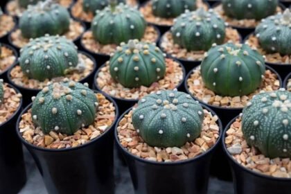These plants are banned from being grown in US gardens