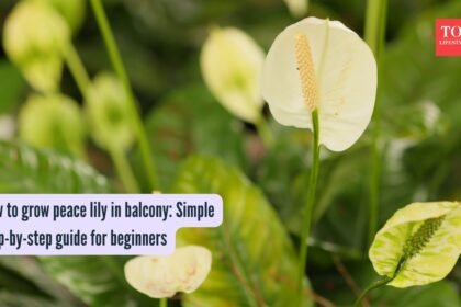 Simple step-by-step guide to grow peace lily in a balcony garden for beginners