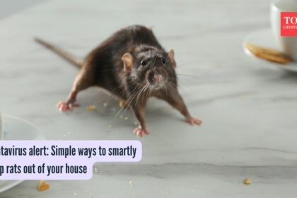 Simple ways to smartly keep rats out of your house