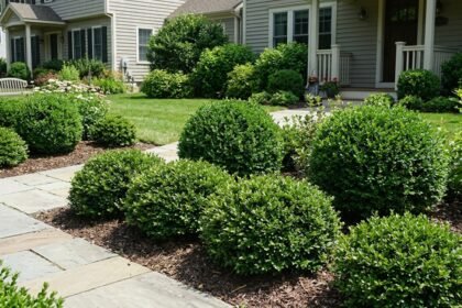 Why smart homeowners are ditching flowers for small shrubs this year |