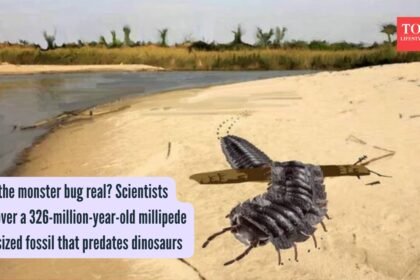 Monster Millipede: Was the monster bug real? Scientists discover a 326-million-year-old millipede bus-sized fossil that predates dinosaurs