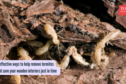 5 effective ways to help remove termites and save your wooden interiors just in time