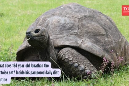 Jonathan The Tortoise Diet: What does 194-year-old Jonathan the tortoise eat? Inside his pampered daily diet routine