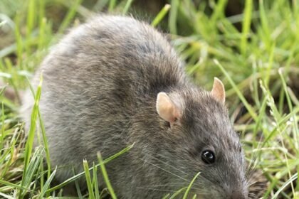 The hidden risk of vacuuming rodent droppings at the cottage |
