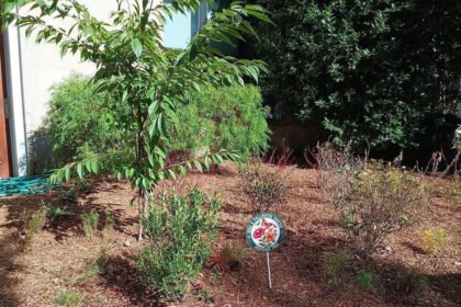 The ‘one of everything’ mistake that makes your pollinator garden look messy |