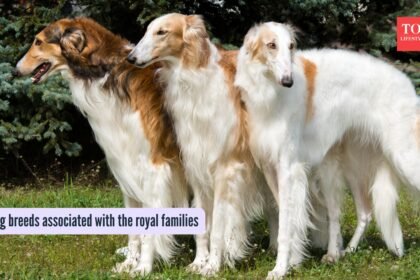 5 elegant dog breeds that were part of royal families
